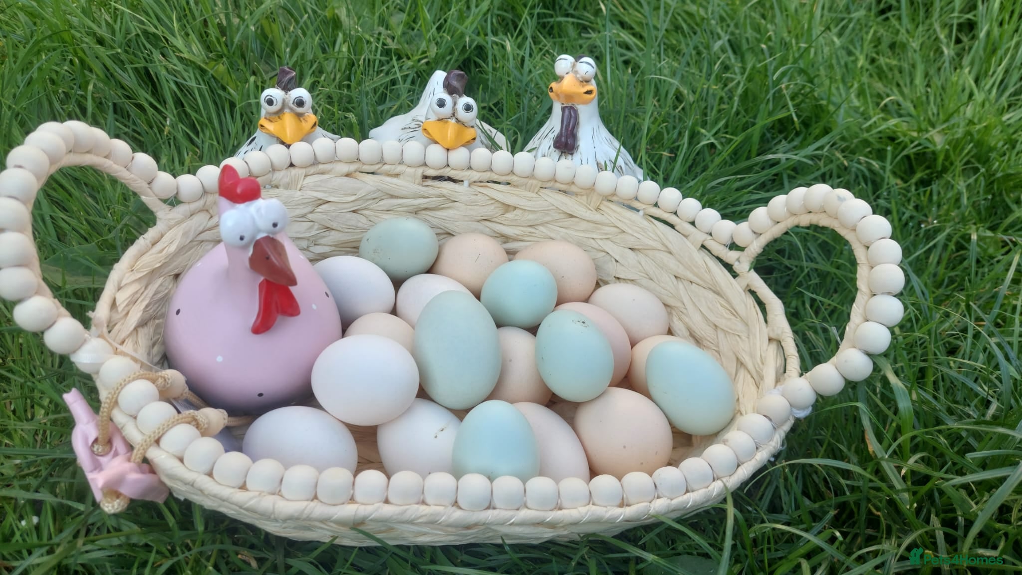 Chickens poultry Day‑Old Chicks and Hatching eggs - pure breed - Advert 1