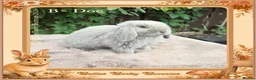 Mini Lop rabbits for sale: 🌻Beautiful Baby Mini Lops 🌻 Ready 5th & 11th Sep - Advert 5