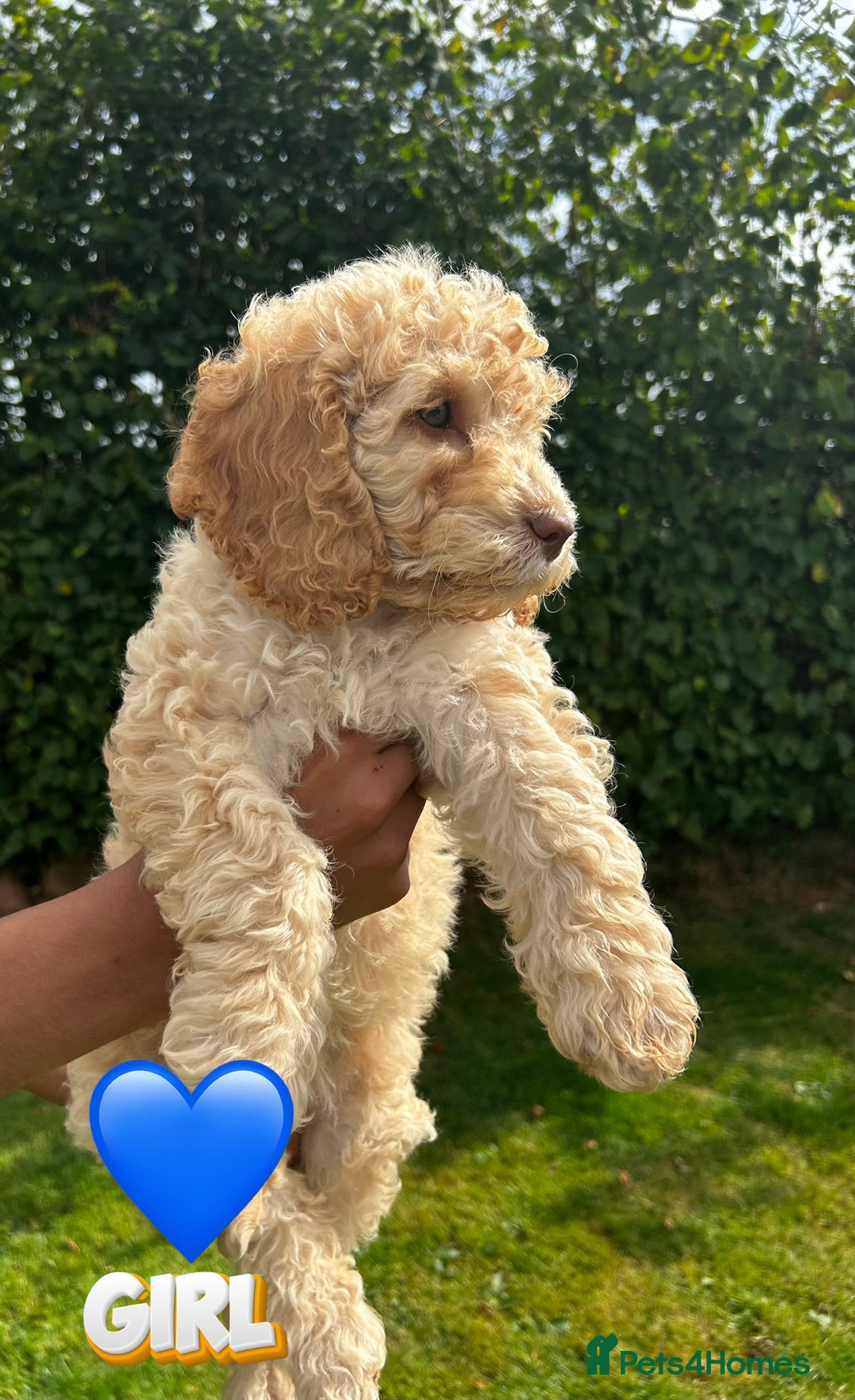Cockapoo dogs for sale: 6 beautiful champagne and gold 🐶  - Image 9
