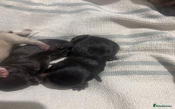French Bulldog dogs for sale: French dog for sale  - Image 2