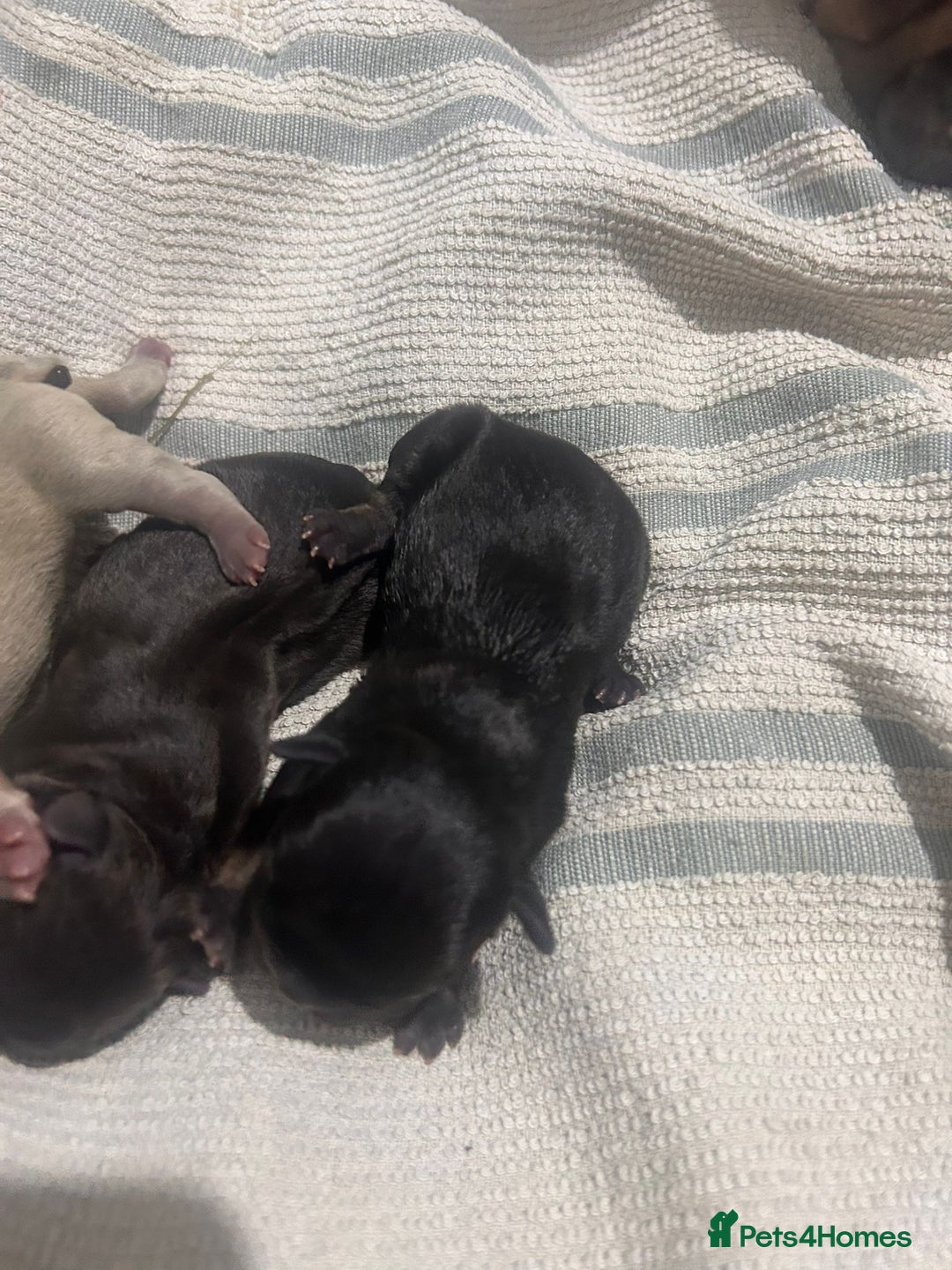 French Bulldog dogs for sale: French dog for sale  - Image 2