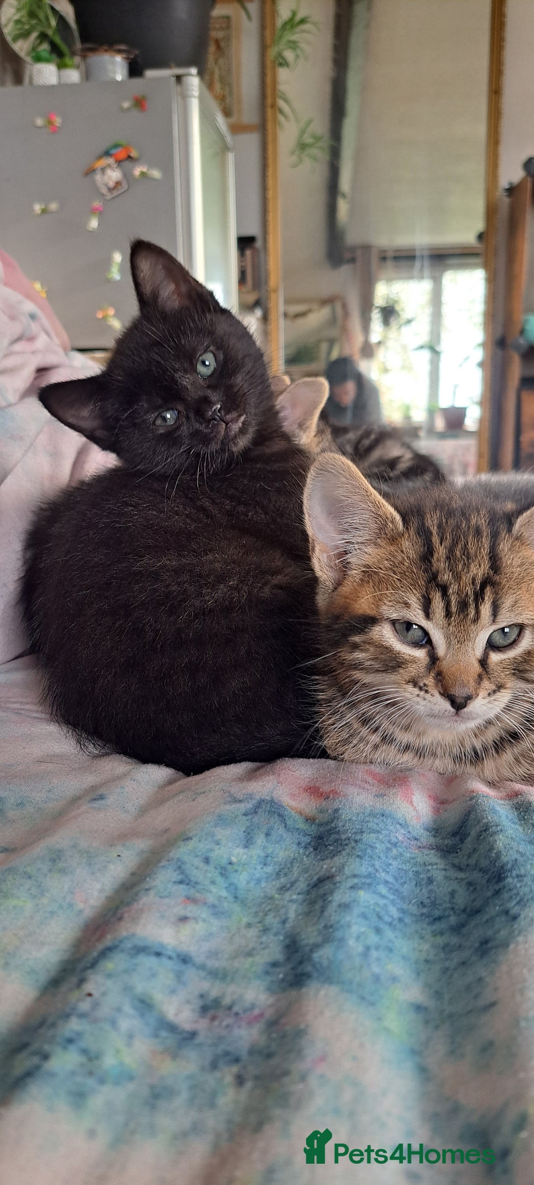 Mixed Breed cats for sale: Bengal mix kittens 😸 ♥️  - Image 2