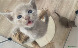 Mixed Breed cats for sale: Oriental X Siamese kittens  - Image 31