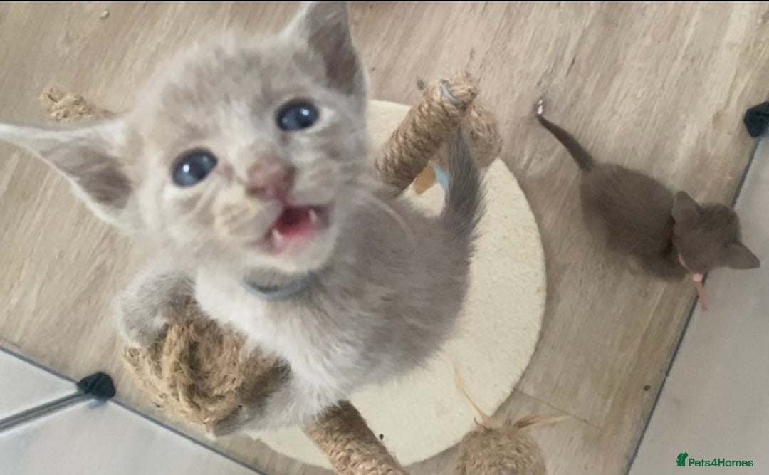 Mixed Breed cats for sale: Oriental X Siamese kittens  - Image 31
