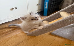 Ragdoll cats for sale: Beautiful  - Image 5