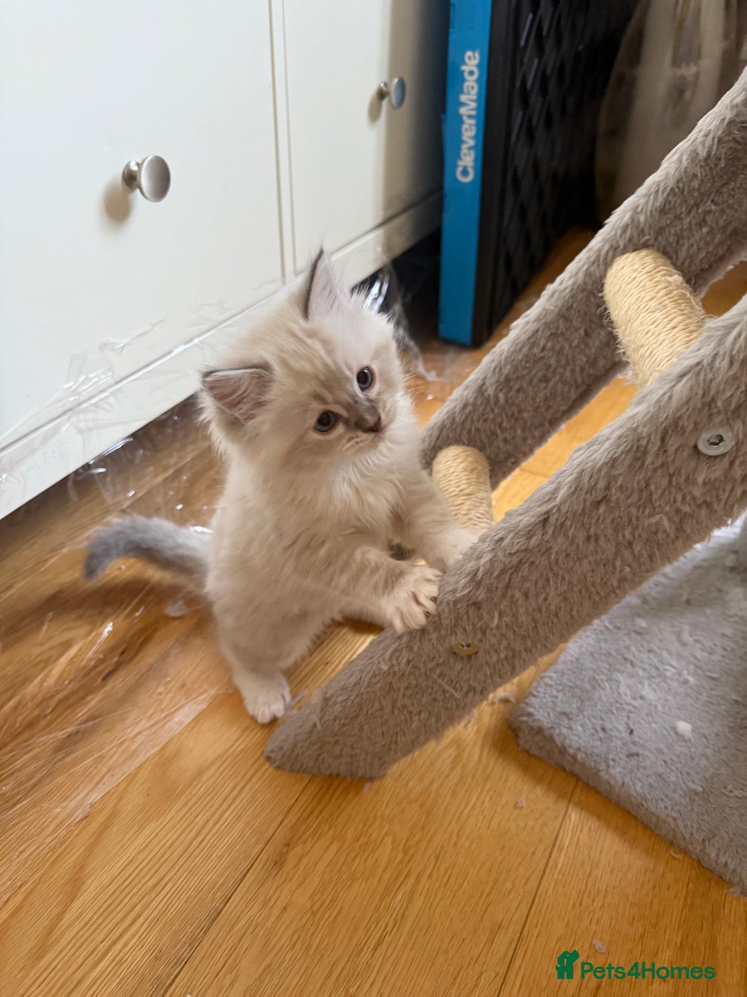 Ragdoll cats for sale: Beautiful  - Image 5