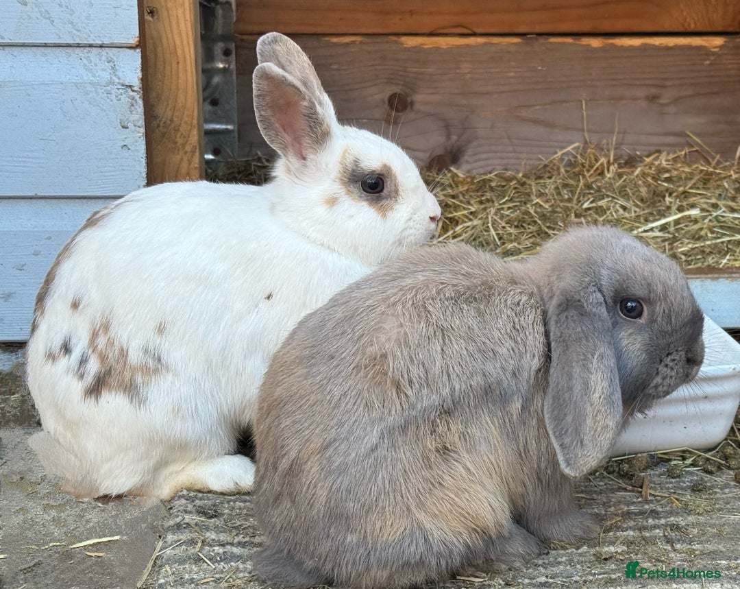 Dwarf Lop rabbits for sale: Dwarf Lops for sale in Winsford - Image 10