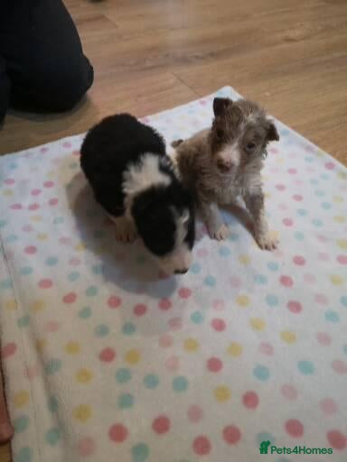 Border Collie dogs Last one available beautiful collie puppies  - Advert 11