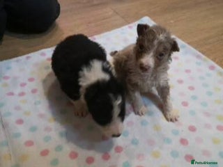 Border Collie dogs 3 beautiful collie puppies - Advert 10