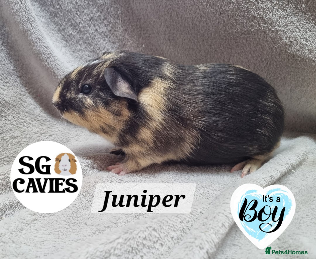 Guinea Pig rodents for sale: Stunning baby guinea pigs available  - Image 14
