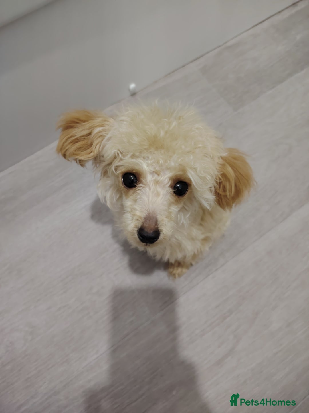 Mixed Breed dogs for sale: Toy X miniatury podle.  - Image 1