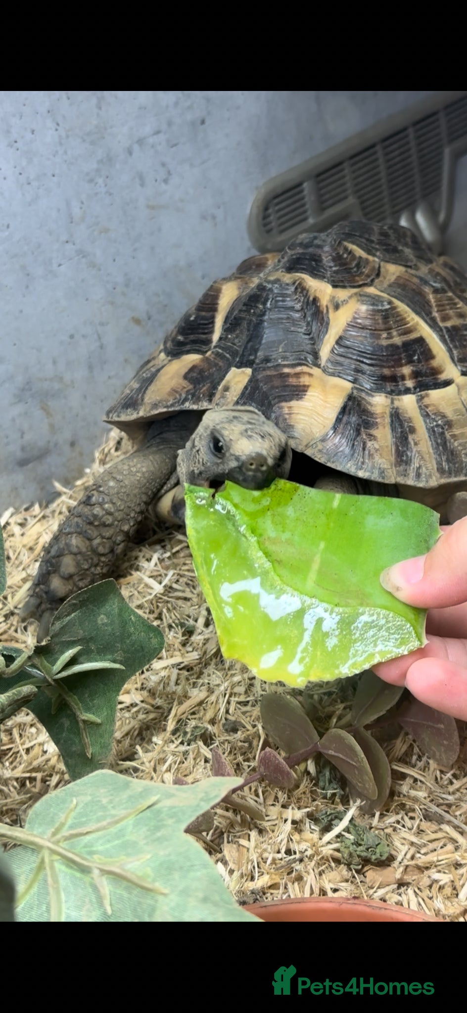 Tortoise reptiles Rescue horse field tortoise Terry  - Advert 1