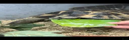 Tortoise reptiles for sale: Rescue horse field tortoise Terry  - Advert 1