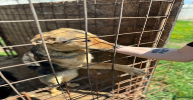 Mixed Breed dogs - Advert 2