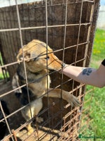 Mixed Breed dogs CORA - a Beautiful & Kind Girl, for a Loving Home - Advert 6