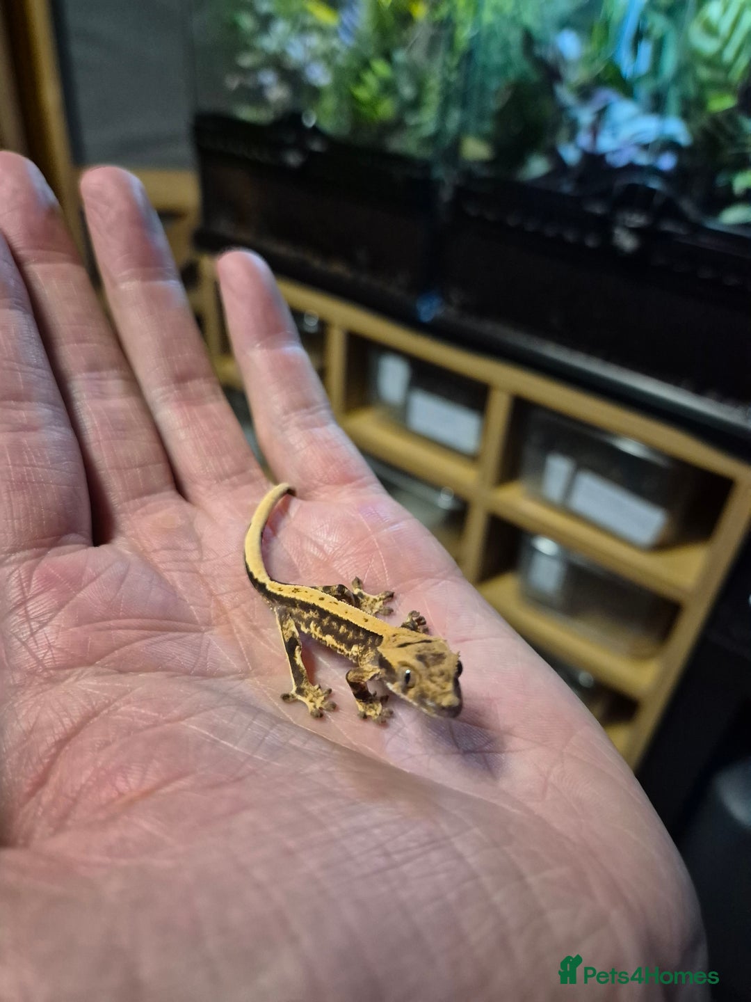 Gecko reptiles for sale: Crested Gecko Babies - Image 2