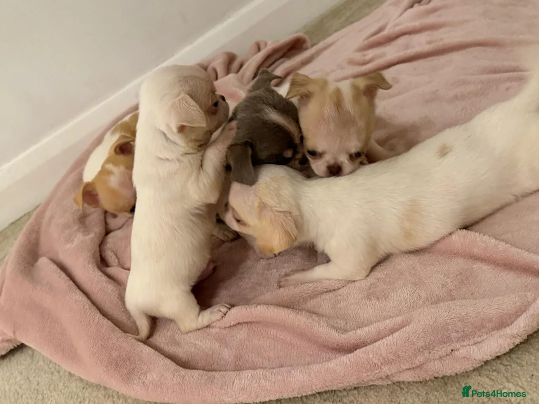 Chihuahua dogs for sale: Kc chihuahua puppies Russian and Ukraine lines - Advert 11