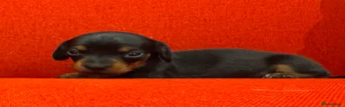 Miniature Dachshund 1