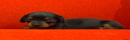 Miniature Dachshund dogs for sale: KC Mini black and tan Dachshund puppies  - Advert 7