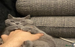 British Shorthair cats for sale: 🐾💙 Beautiful Blue British Shorthair Queen 💙🐾 - Image 7