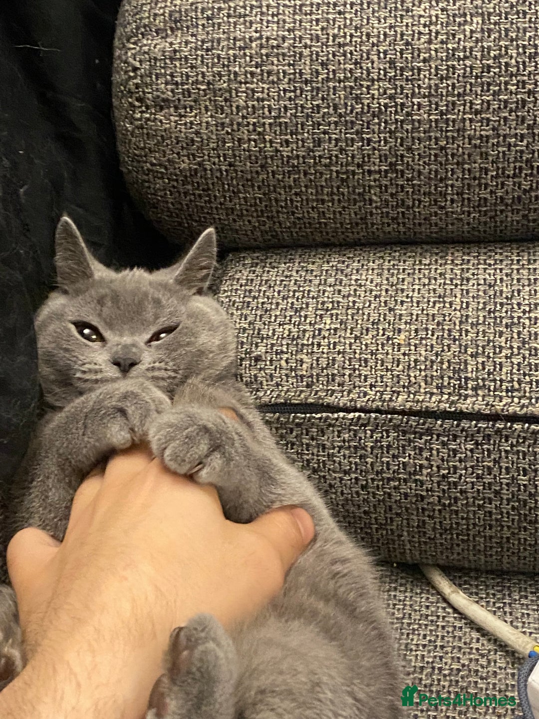 British Shorthair cats for sale: 🐾💙 Beautiful Blue British Shorthair Queen 💙🐾 - Image 7