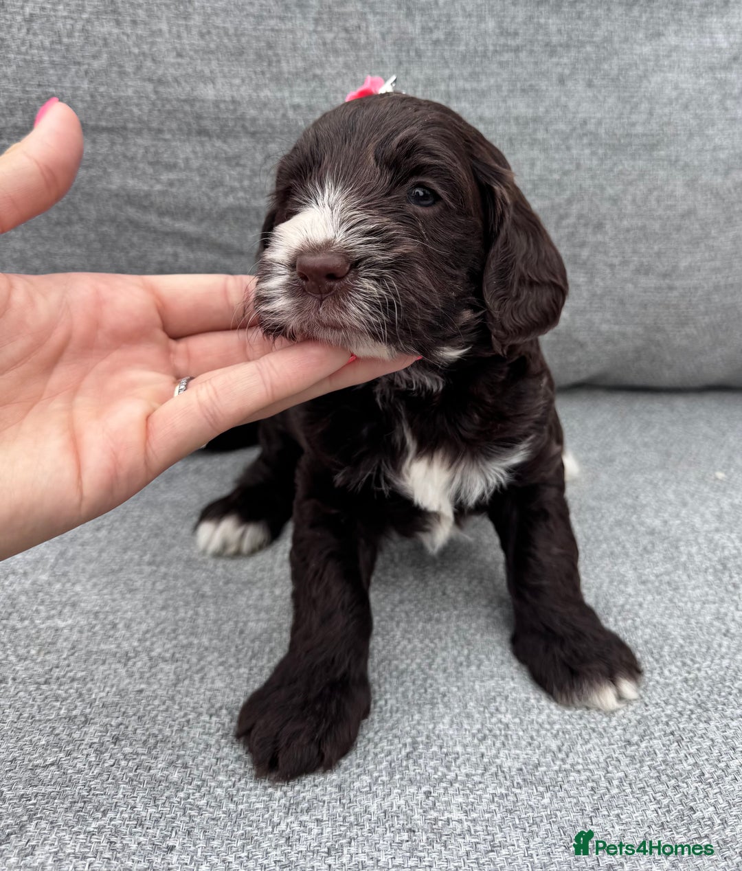 Cockapoo dogs for sale: Beautiful F1 cockerpoo puppies  - Image 8