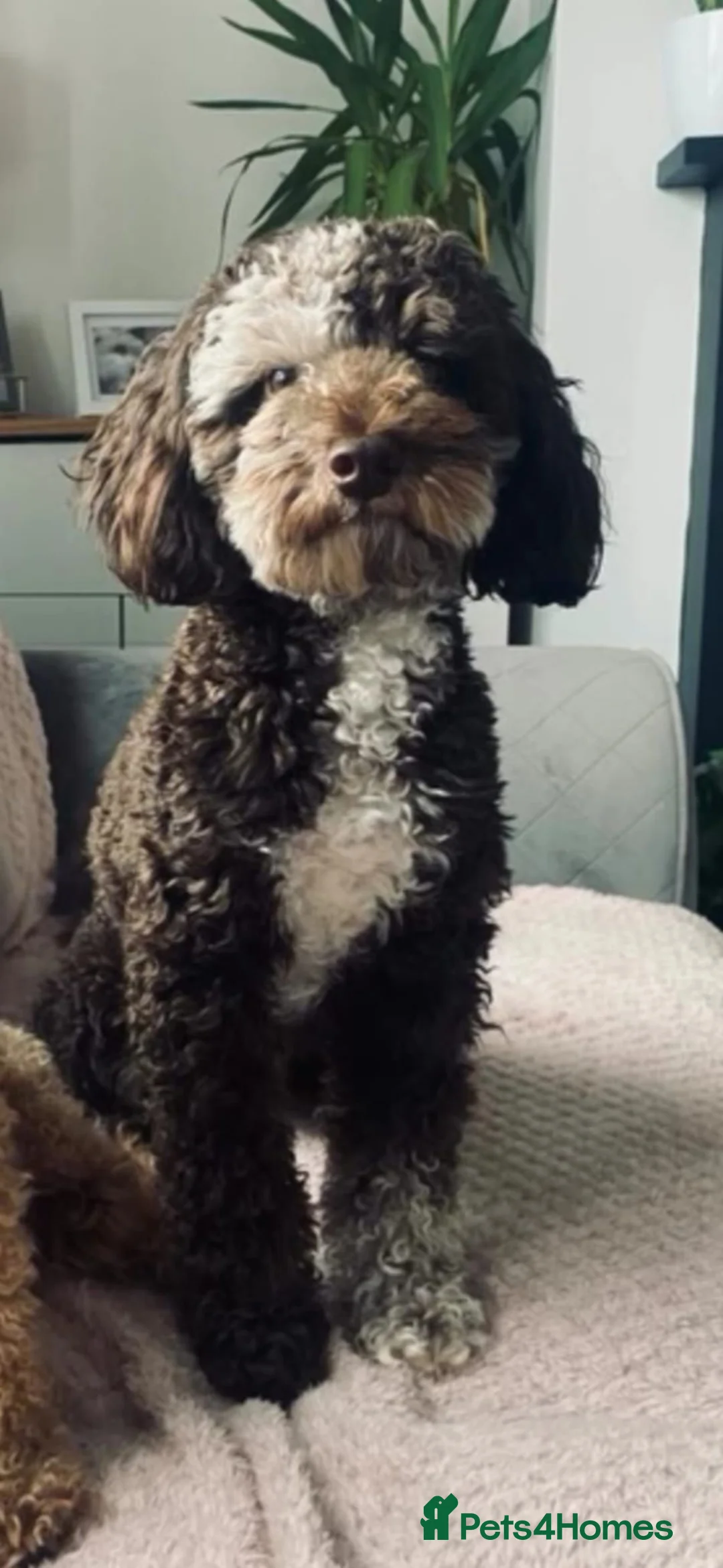 Miniature Poodle dogs for sale: Miniature poodles - Advert 12