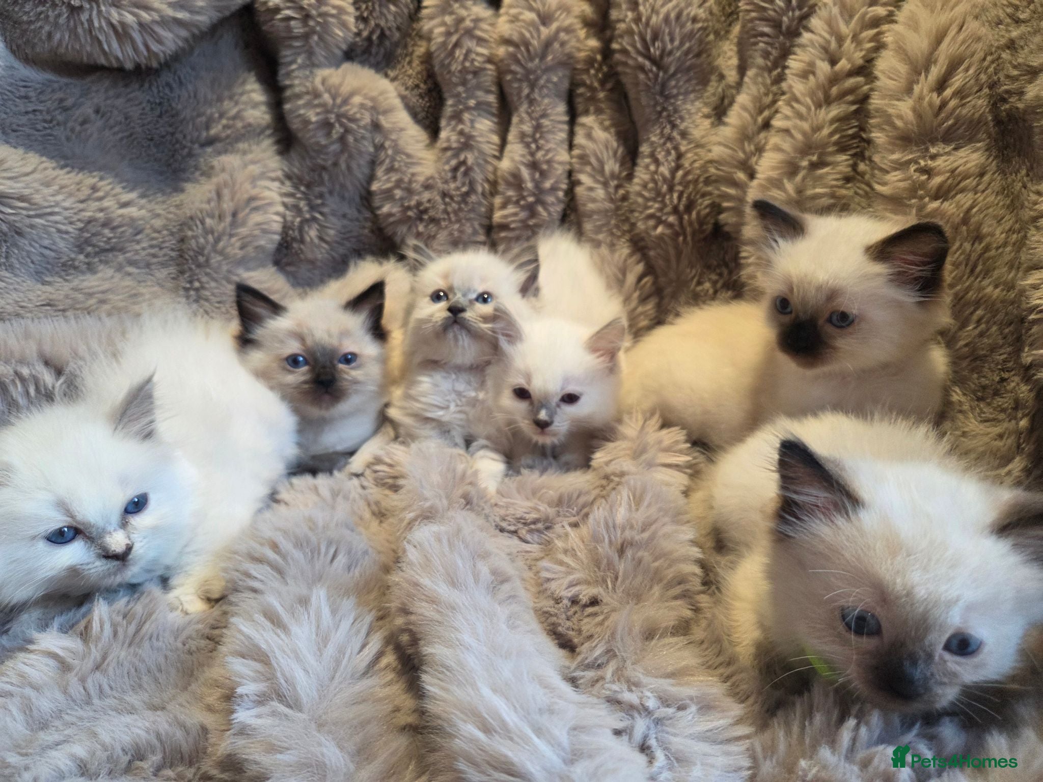 Ragdoll cats 🏆GCCF REG. EXTENSIVELY TESTED RAGDOLL KITTENS 🌟 - Advert 2