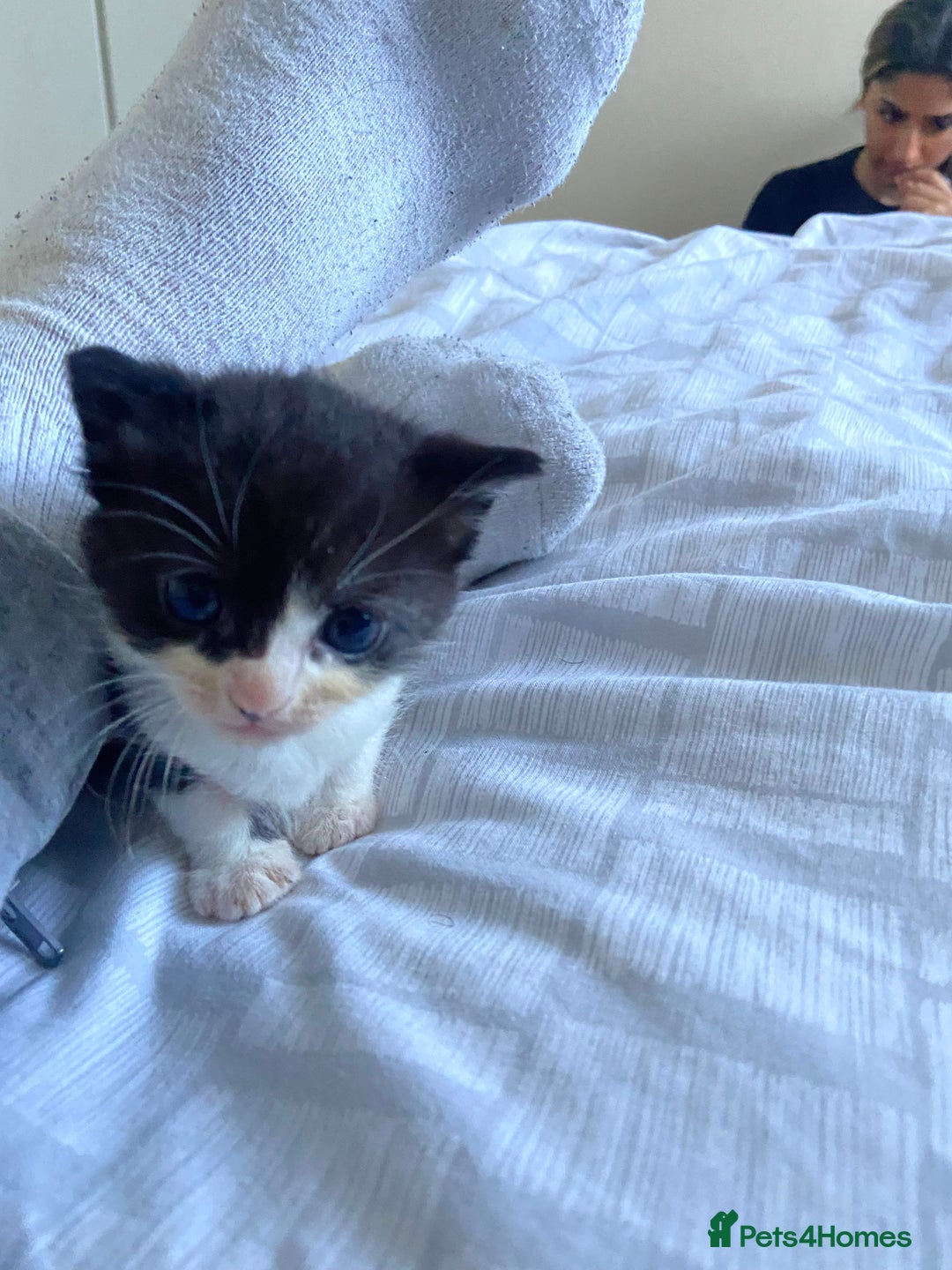 Domestic Shorthair cats for sale: Adorable Black & White Kittens  - Image 9
