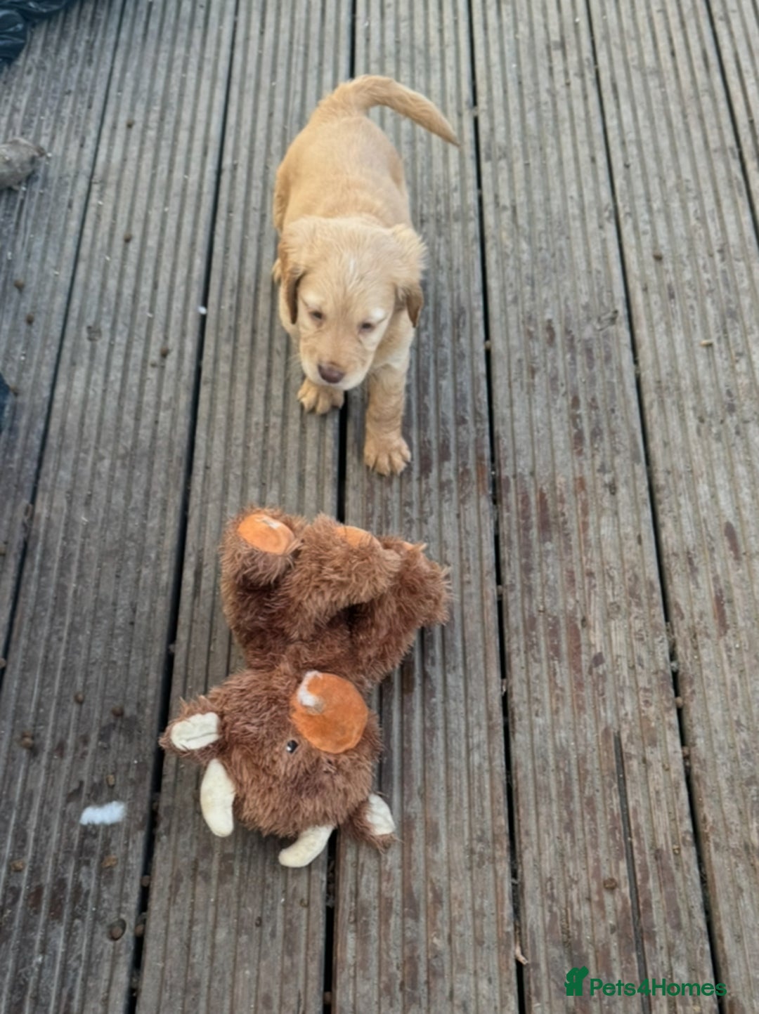 Mixed Breed dogs for sale: ‘CockerDoodles’ health-checked healthy chunky pups - Advert 6