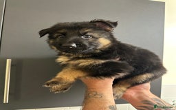 German Shepherd dogs for sale: German shepherd  - Image 26