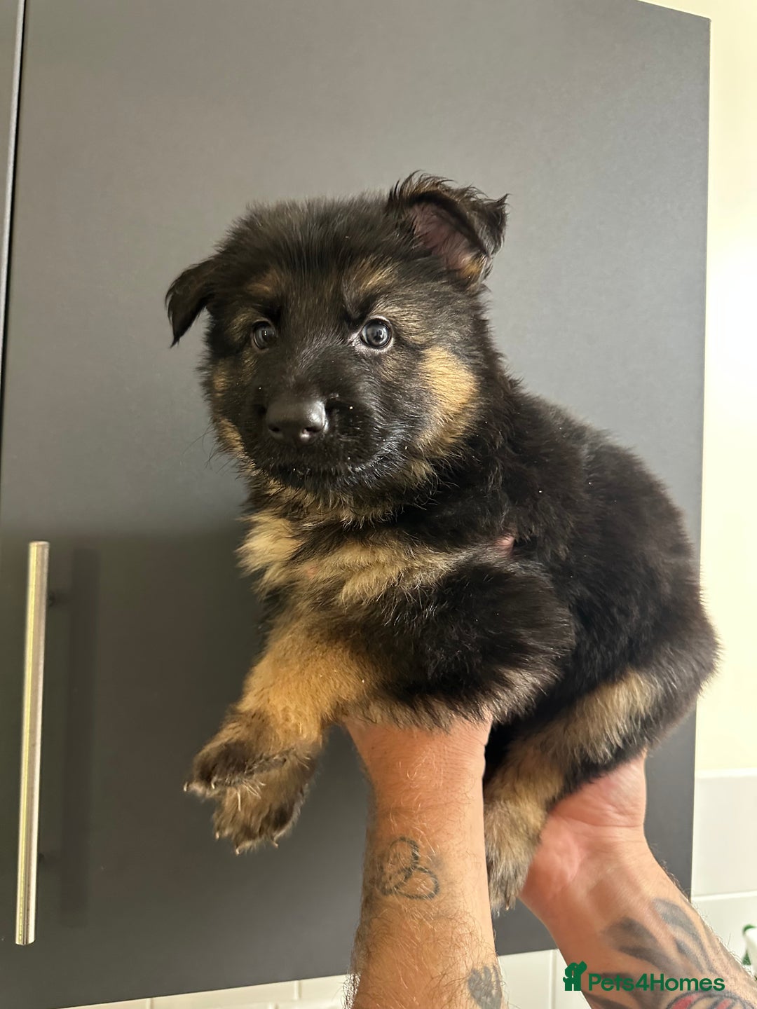 German Shepherd dogs for sale: German shepherd  - Image 26