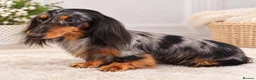 Miniature Dachshund dogs for sale: KC REGISTERED MINIATURE LONG HAIRED DACHSHUND BOYs - Advert 9