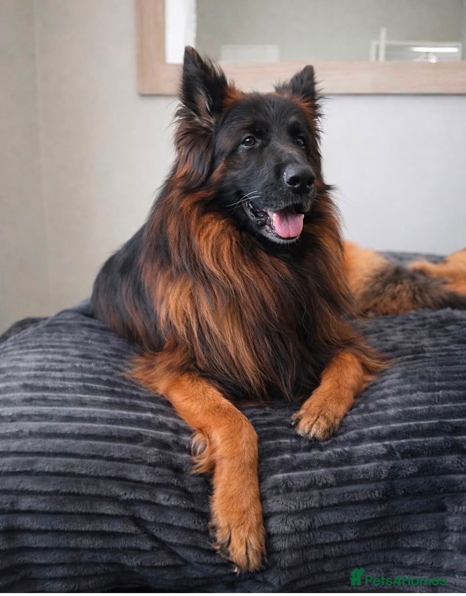 German Shepherd dogs  KC REGISTERED LONG-COAT GERMAN SHEPHERDS  - Advert 1
