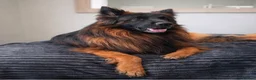 German Shepherd dogs for sale:  KC REGISTERED LONG-COAT GERMAN SHEPHERDS  - Advert 5
