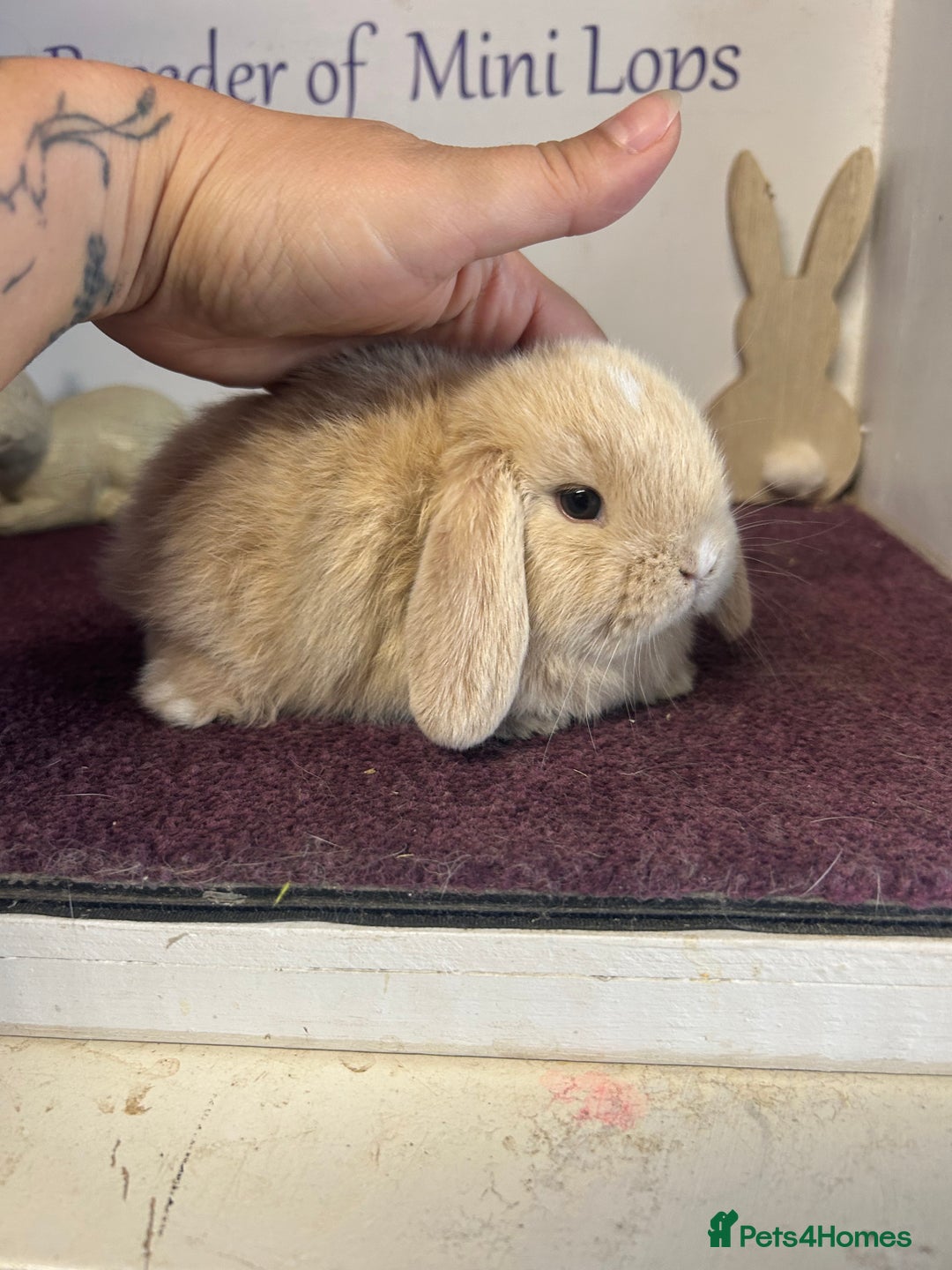 Mini Lop rabbits for sale: Beautiful litter of mixed mini lops  - Image 10
