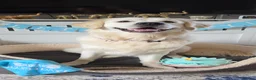 Golden Retriever dogs for stud: XL Old English Cream Golden Retriever STUD - Advert 7