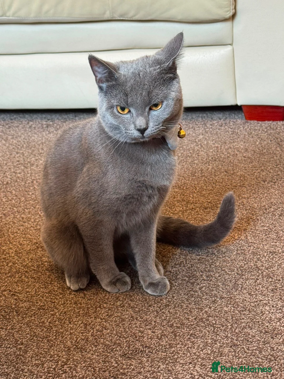 British Shorthair cats for sale: Grey/Blue British Short Hair Male Kitten for sale. in Oldham - Advert 2