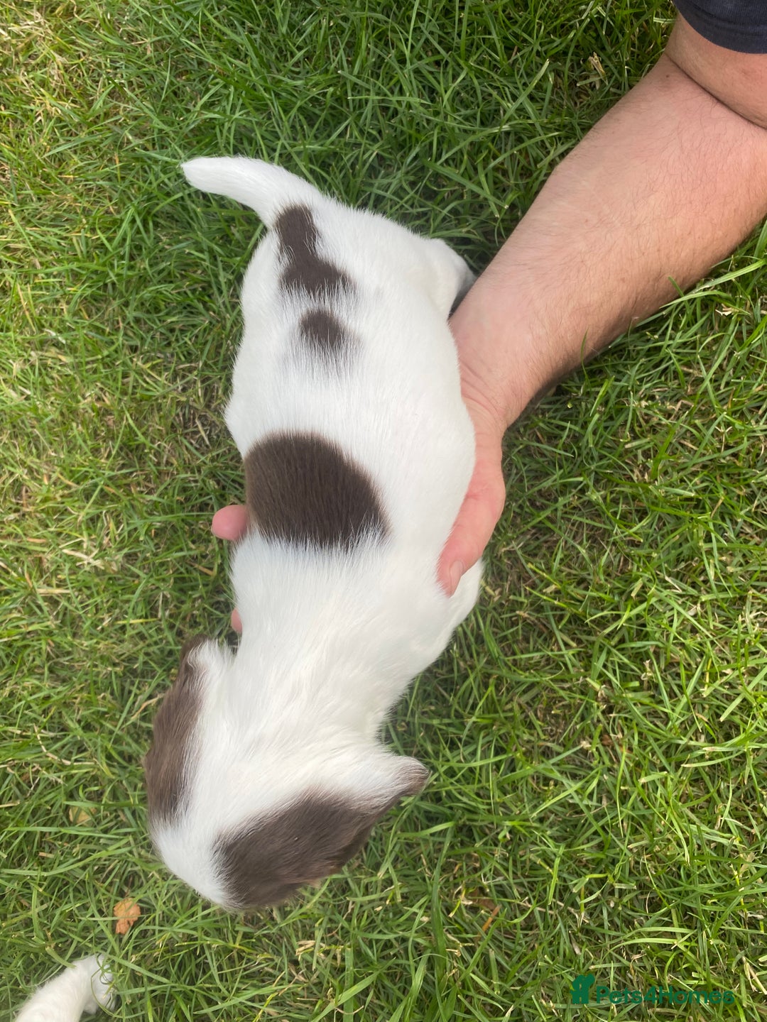 English Springer Spaniel dogs for sale: Exceptional Working & Trialing Lines  - Image 13