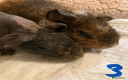 Guinea Pig rodents for sale: Well handled skinny pigs.  - Advert 11