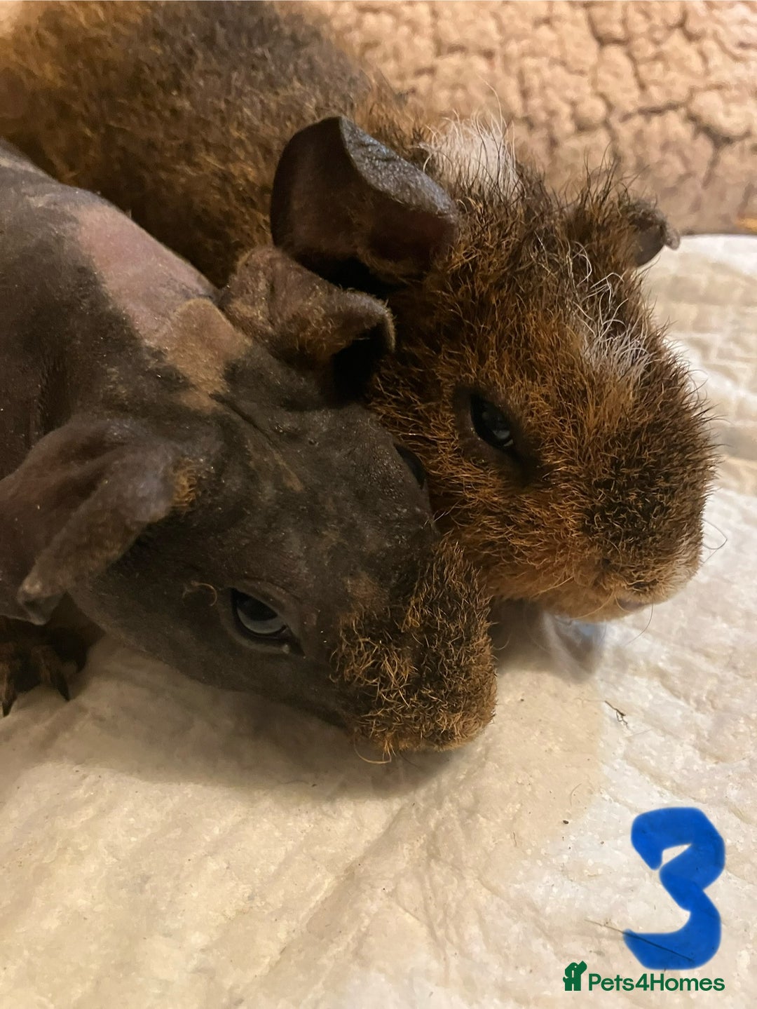 Guinea Pig rodents for sale: Well handled skinny pigs.  - Advert 11
