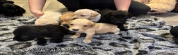 Labrador Retriever dogs for sale: Stunning lab pups - Advert 10