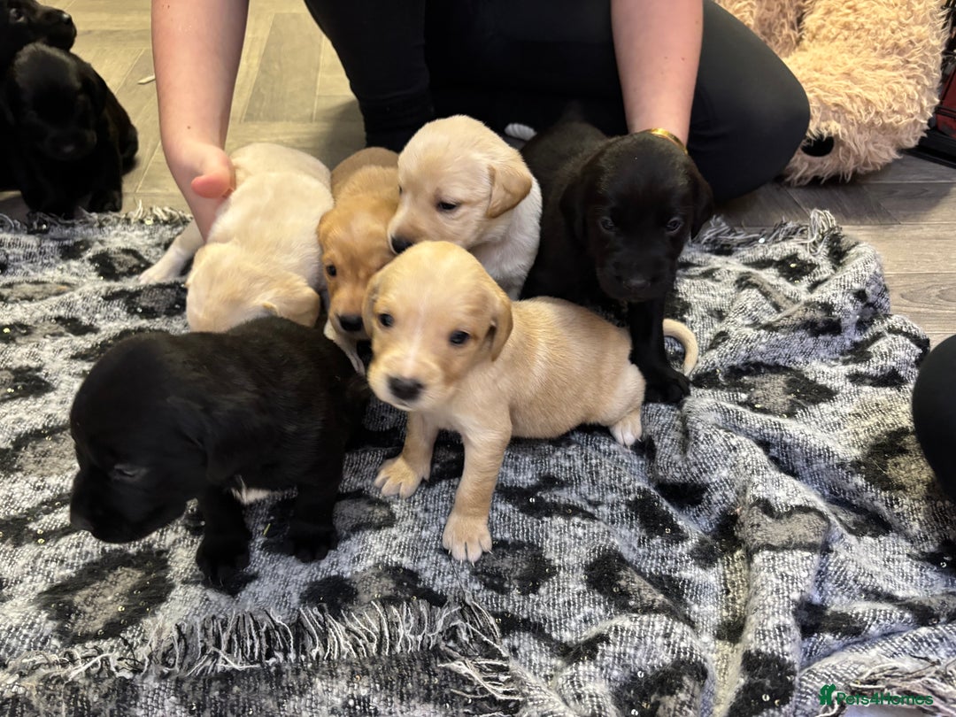 Labrador Retriever dogs for sale: Stunning lab pups - Advert 10
