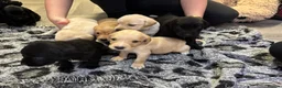 Labrador Retriever dogs for sale: Stunning lab pups - Advert 10