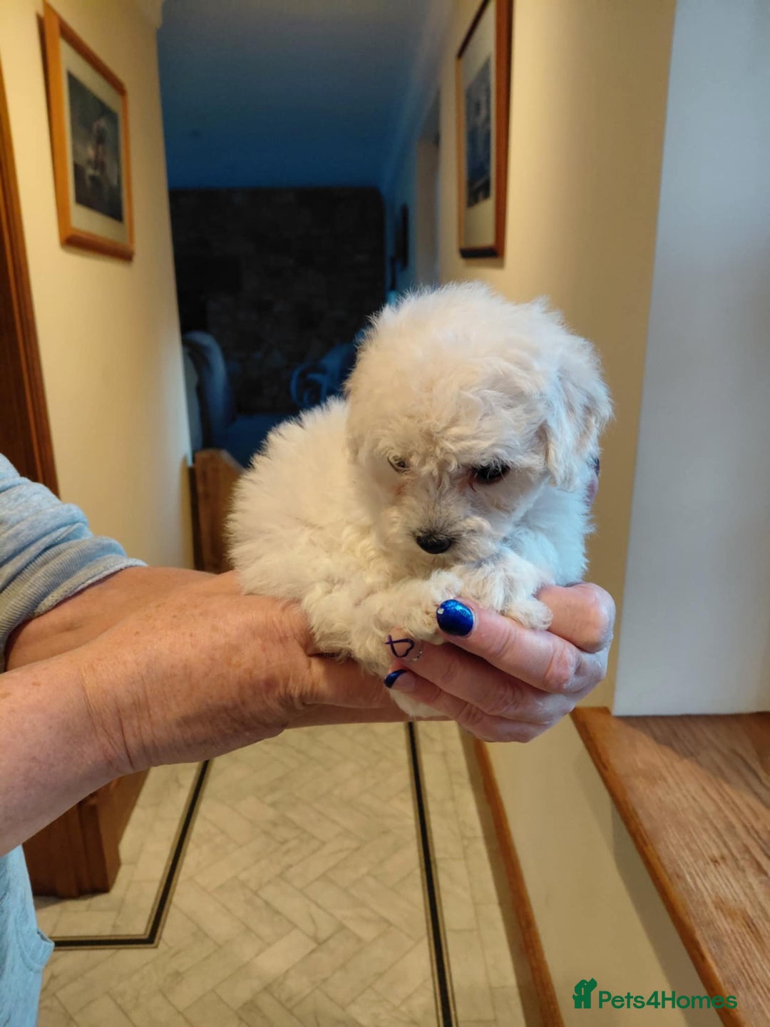 Maltipoo dogs for sale: Beautiful Maltipoo puppies - Advert 5