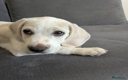 Beagle dogs for sale: Lenny the Lemon Beagle  - Image 19