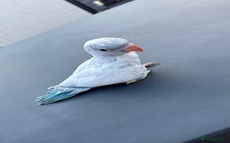 Parakeets birds for sale: Rare BabyBlue Pied Indian Ringneck Hand-Reared&DNA - Image 3
