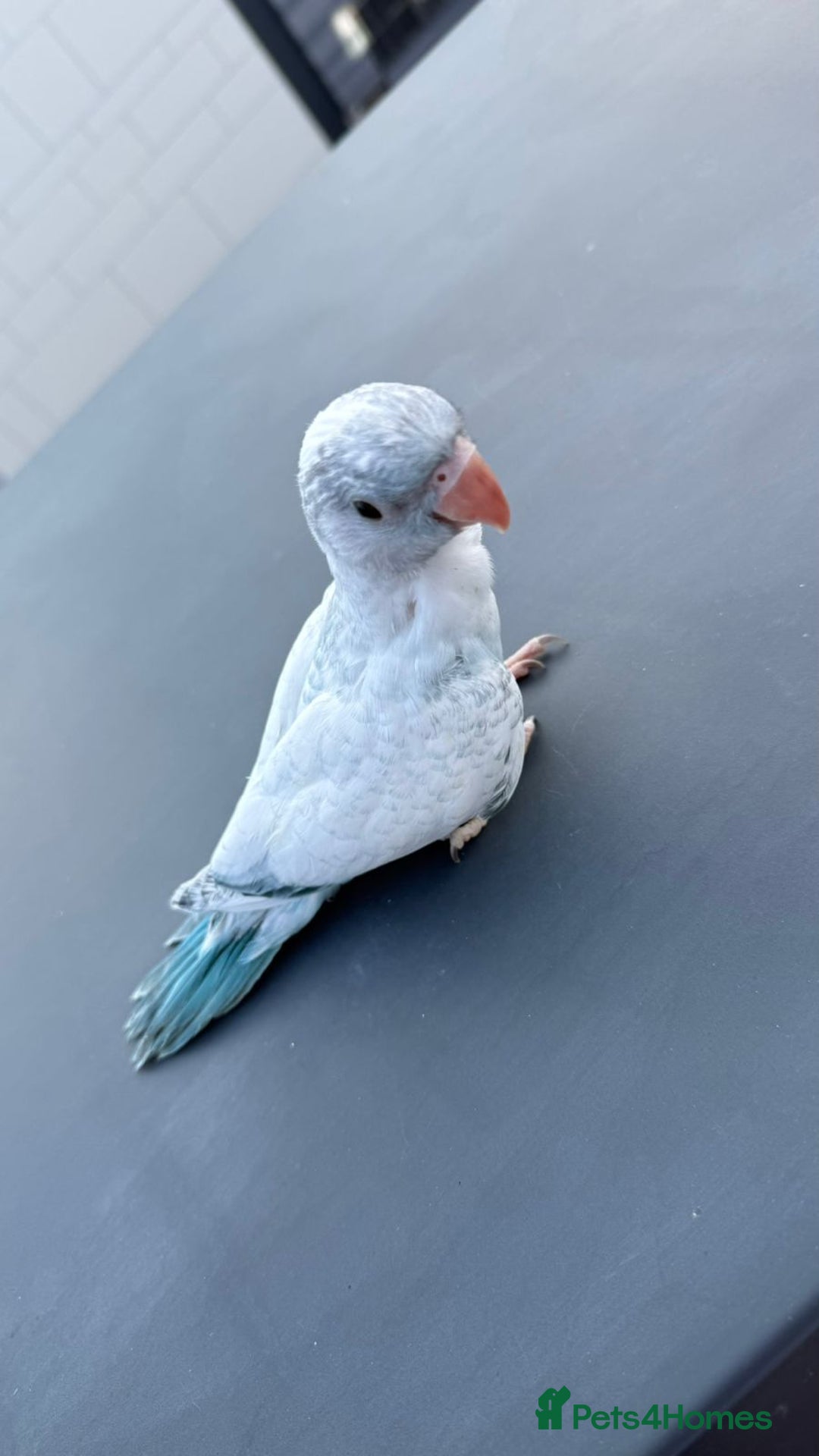 Parakeets birds for sale: Rare BabyBlue Pied Indian Ringneck Hand-Reared&DNA - Image 3