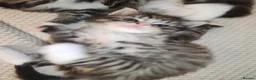 Ragdoll cats for sale: Ragdoll/tabby cross kittens in Liverpool - Advert 3