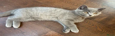 Scottish Fold 3